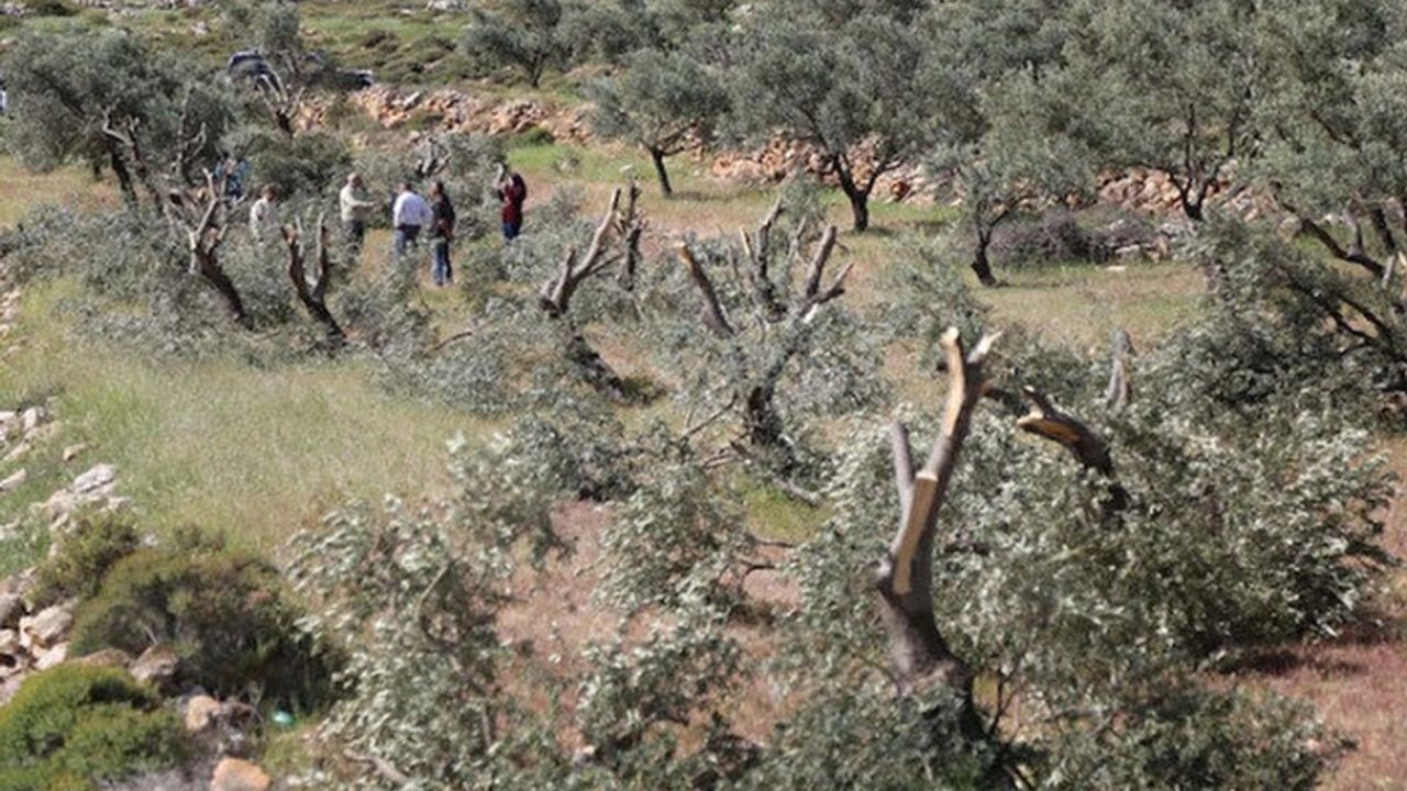 Yahudi Yerleşimciler Filistinlilere Ait 400’den Fazla Zeytin Ağacını Söktü